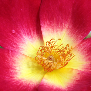 Rozenstruik - Webwinkel - heesterrozen - rood -geel - Rosa Meimick - matig geurende roos - Francis Meilland - Zeer decoratieve roos, bloemen in trossen, sterk gestekeld, gespreide groeiwijze, als struik, haag of klimroos.